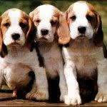 Beagle