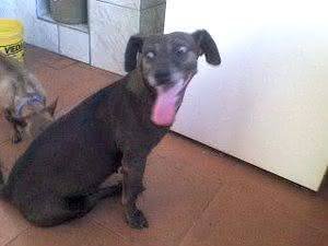 Cachorro